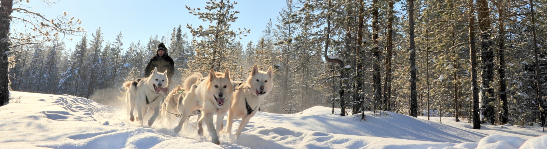 Experience the north